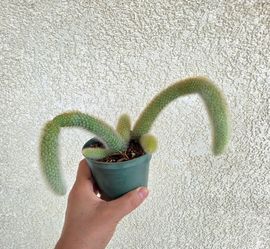 🐒💚Monkey Tails Cactus 🐒💚