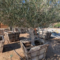 $650 Swan Hill Fruitless Olive 