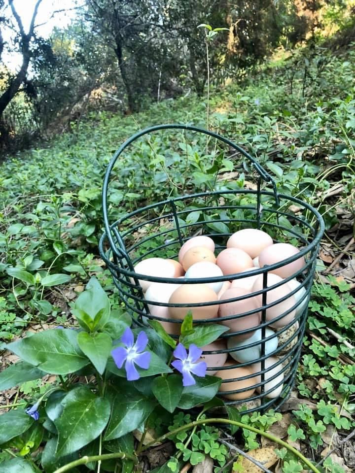 Naturally Raised Chicken - Eggs (Hayward Pickup)