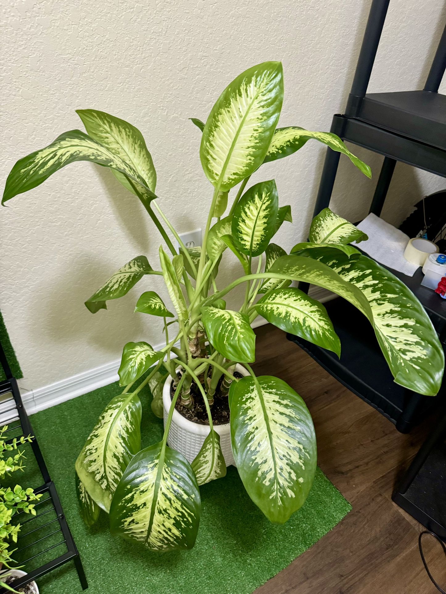 Live Houseplant Dieffenbachia Tropic Snow