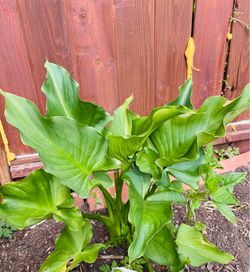 Galla lily plant.
