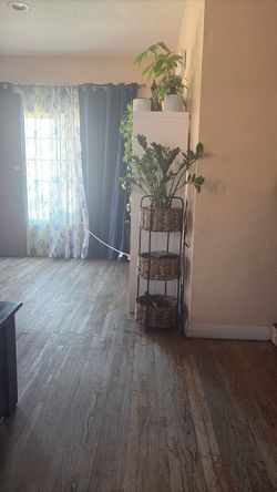 Plant holder