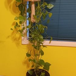 Plant Vine With Vintage Holder.