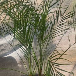 Phoenix Palm (large)