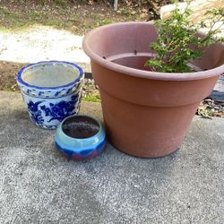 Pots And Plants (all For 20) 