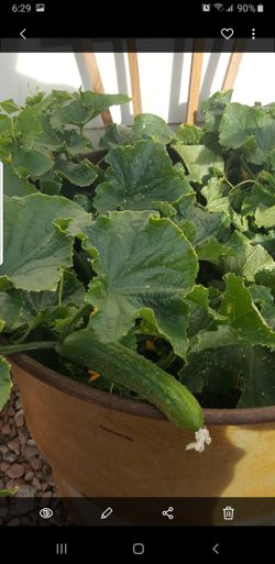 Organic cucmber plant