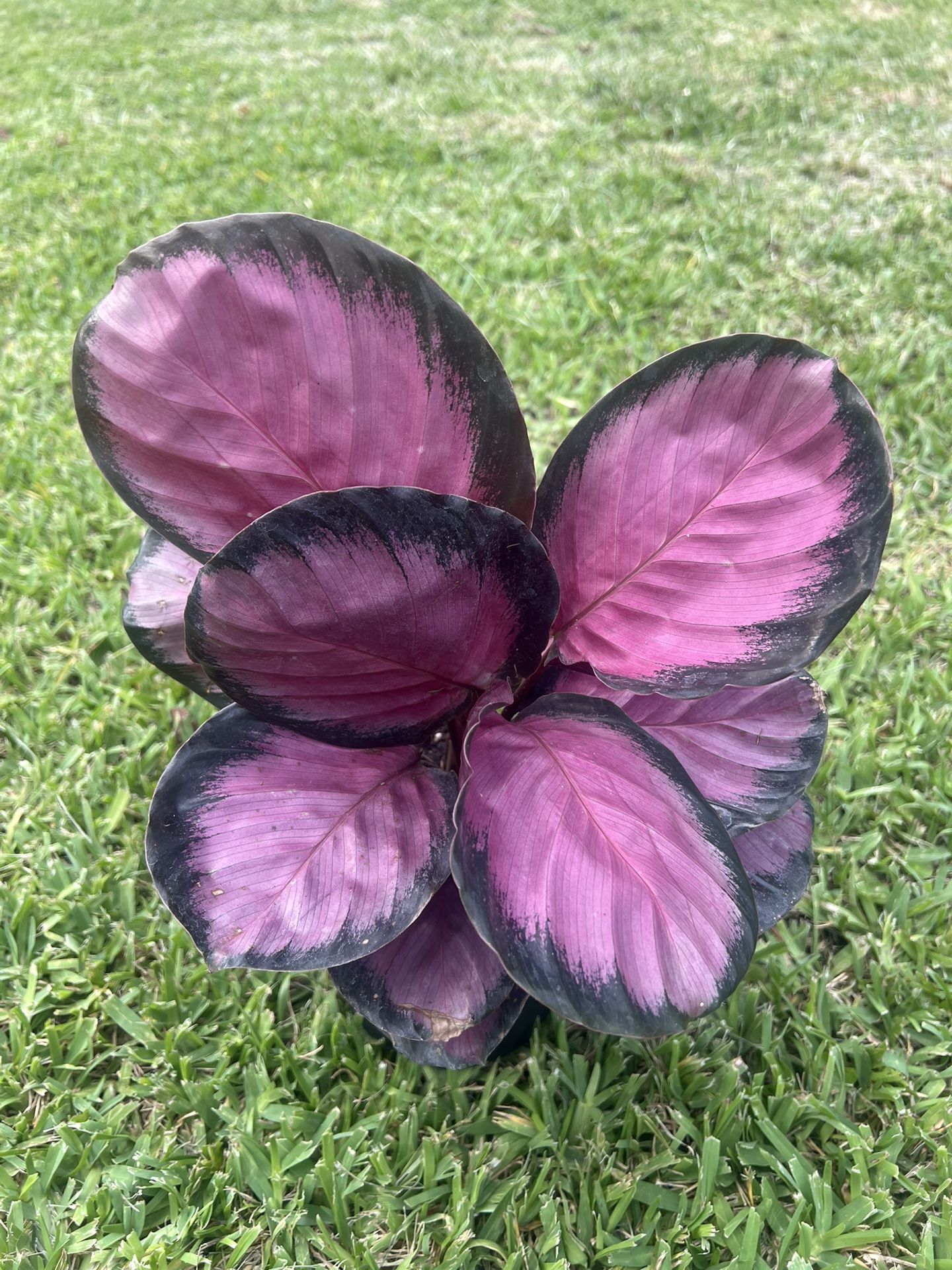 CALATHEA /PRAYER PLANTS (Air Purifying Home or Office) 6” Pot