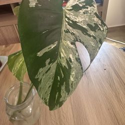 Monstera VIETCIOSA 