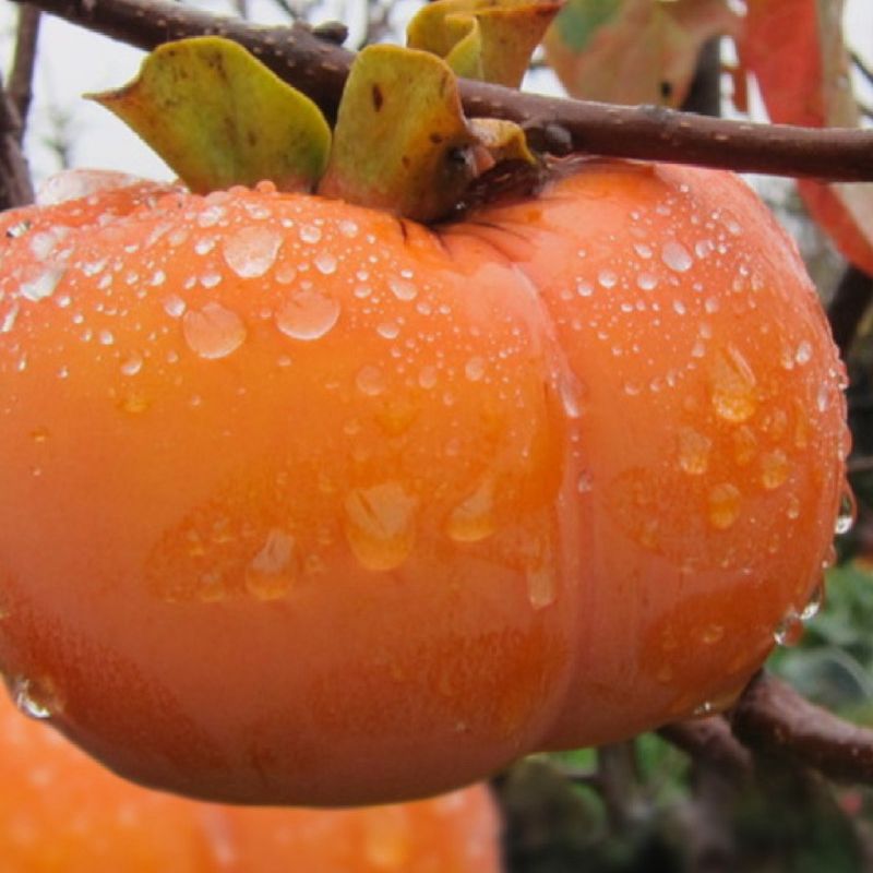 Japanese Fuyu Persimmon Tree for Sale in Anaheim, CA - OfferUp