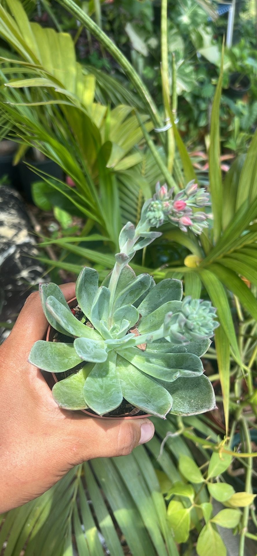 Echeveria Dusty Rose Succulent Plant