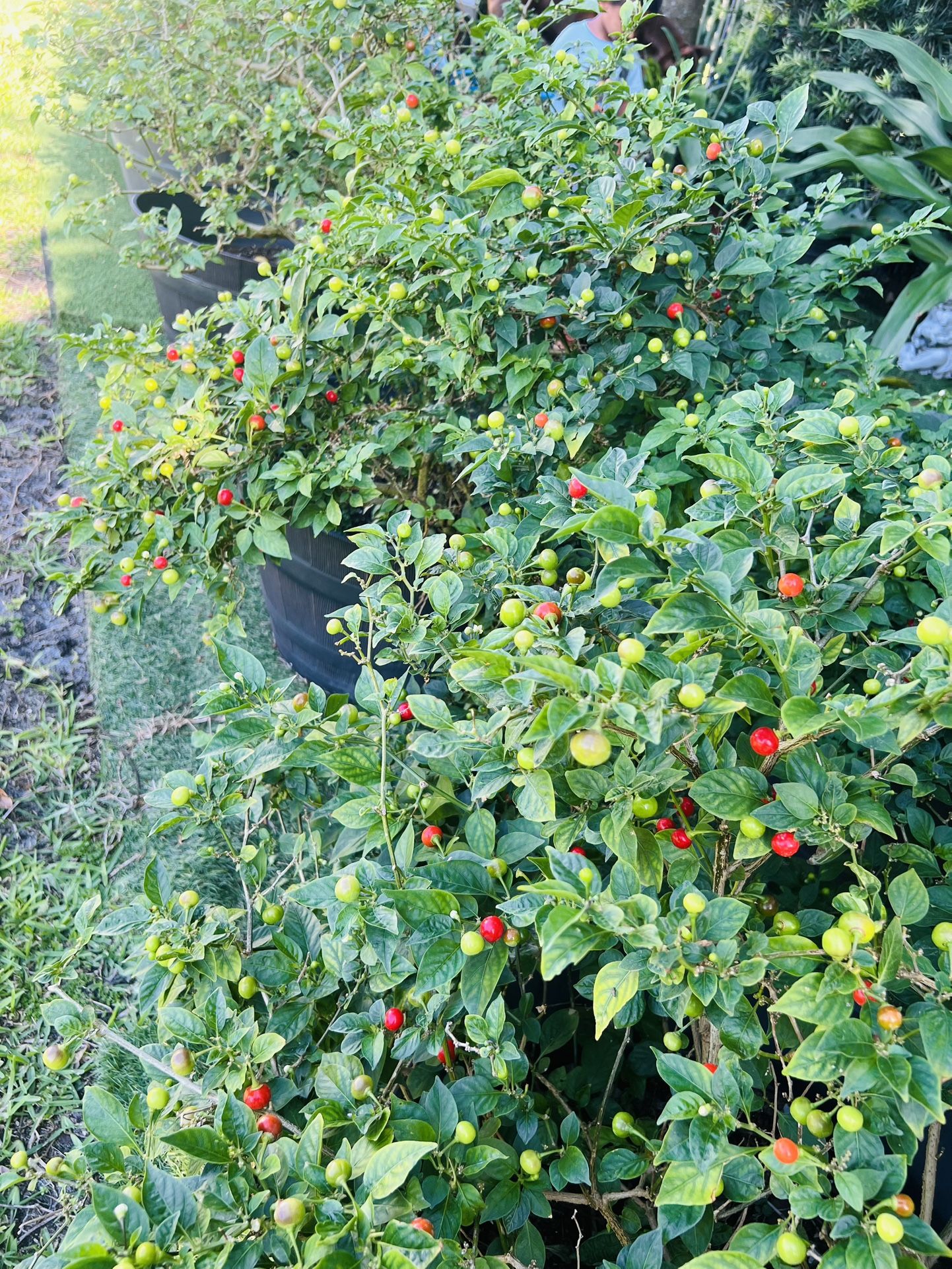 Fresh pepper 1 pound $15