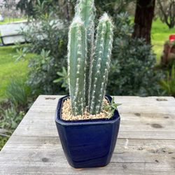 3 In 1 “ Blue Cactus” In Blue Ceramic Pot 