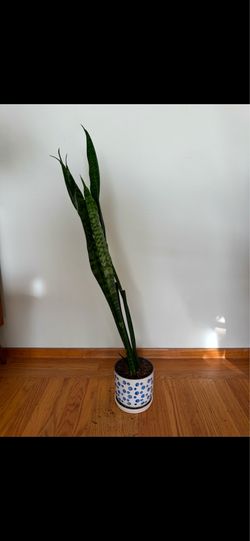 plant sale