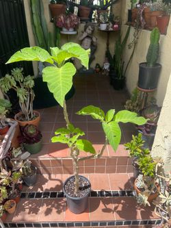 Angel Trumpet Plant