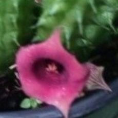 Stapelia Cactus No Thorns Red Flowers Hanging Basket