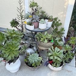 Many Beautiful Succulent Planters 