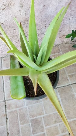 Planta de sabila aloe. Vera por $10. Dls