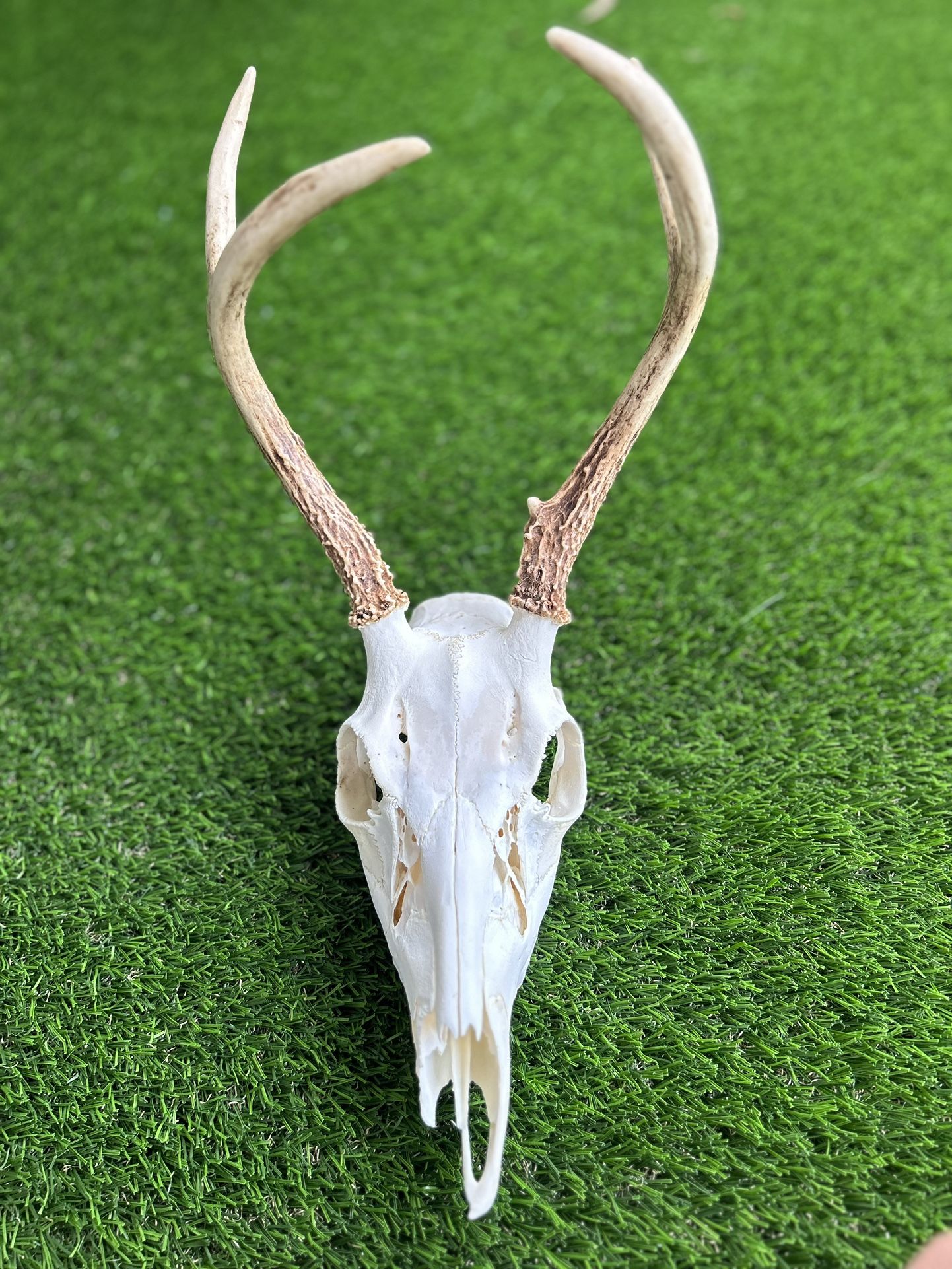 Deer Skull