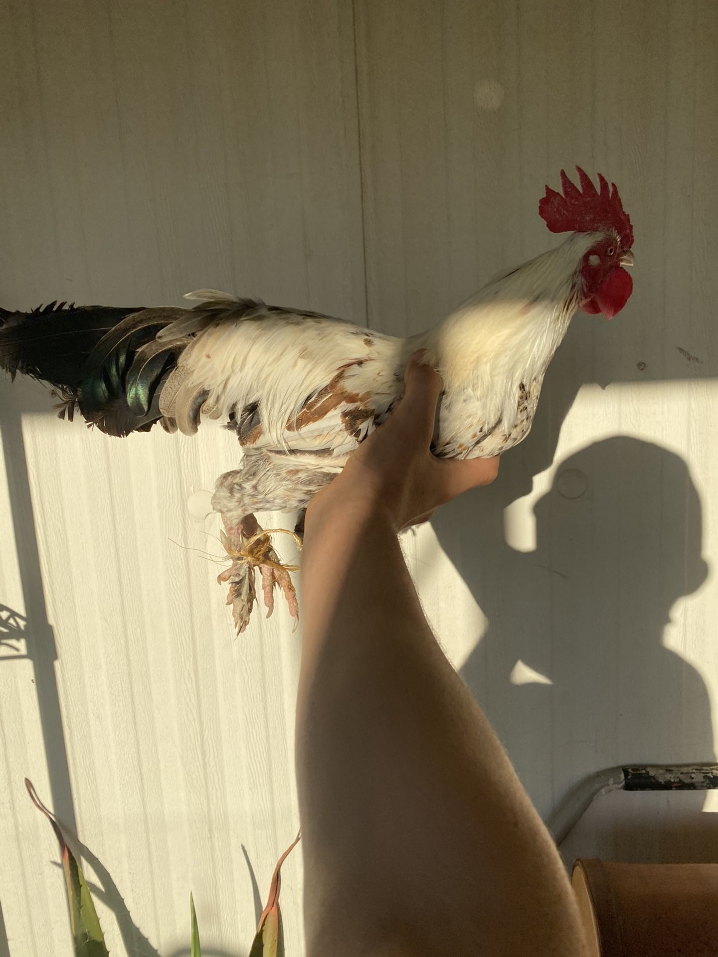 Alikin Gallo