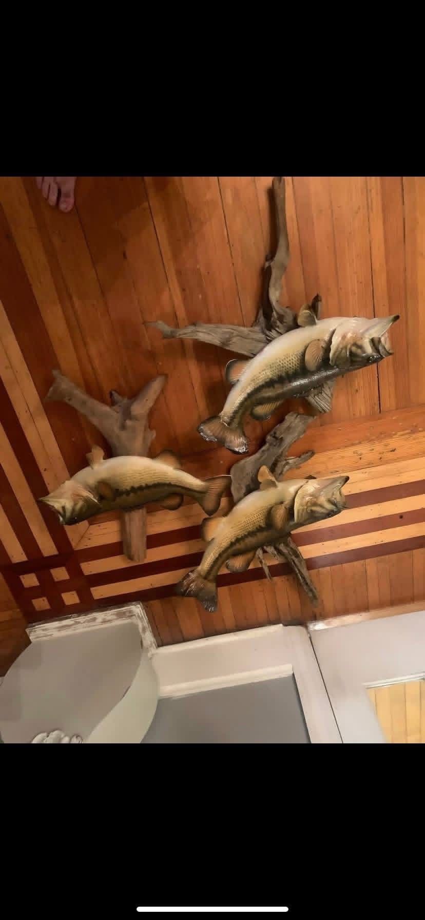 Taxidermy Bass Fish!! $50 Each!!