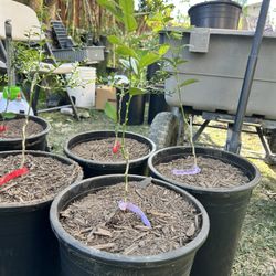 mexican lime grafted