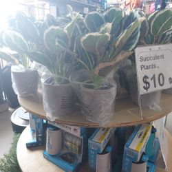 Succulent Plants