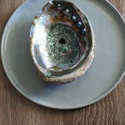 Abalone Shell