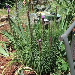 Blazing Star Potted Plant 5$