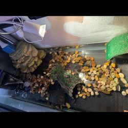 Turtle And Tank