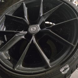 diferentes tipos de rins