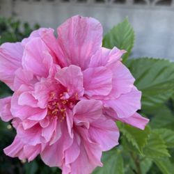 Hibiscus Bush