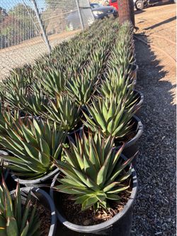 Agave blue glow