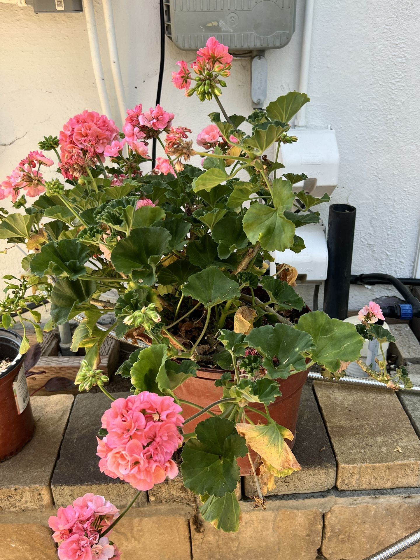 Hot Pink Garden / Zonal Geranium In 2 Gallon Pot