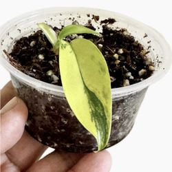 Philodendron Florida Beauty 