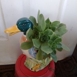 Plants Suculenta En Pato