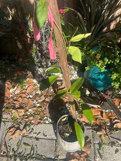 Joya carnosa