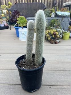 Old man Cactus, live Plant in a  1 gallon nursery pot. ✔️ profile for more 🪴