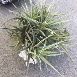 Air Plants In Shell - Great For Christmas Gifts