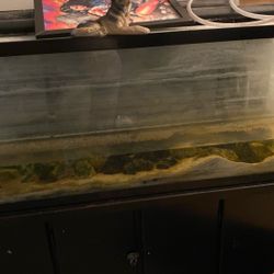 Fish Tank 55 Gal 