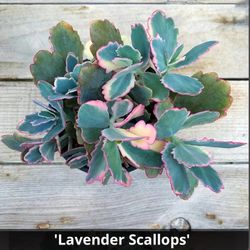 Lavender Scallops Succulent – Multiple Sizes