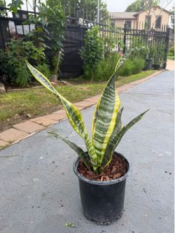 Snake Plant/Lengua de Suegra