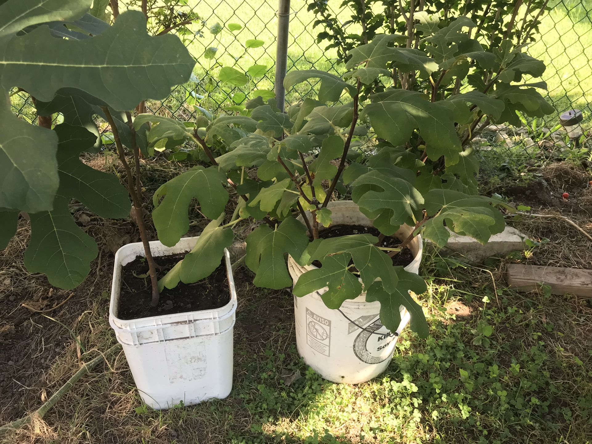 Fig Tree