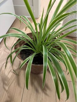 Spider plant