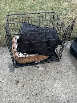 cat carrier and cage