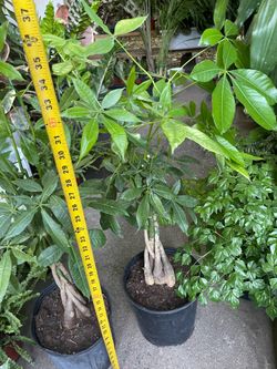 3ft braided money tree; 10” pot 95820