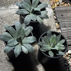 Artichoke Agave 