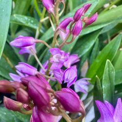 Dendrobium Kingianum Orchid Fragrant Lan Út Thơm