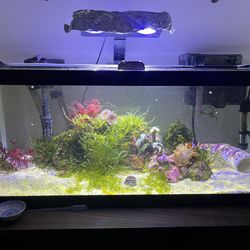 Saltwater aquarium set up