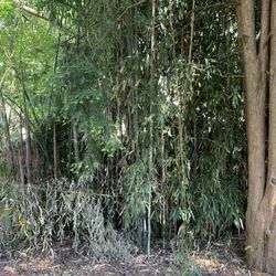 Bamboo