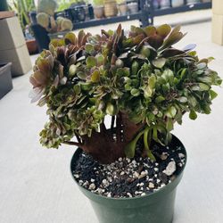 Aeonium Halloween Crest Imported 